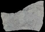 Early Devonian Plant Fossils (Zosterophyllum) - Scotland #66678-1